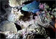 Bonaire 9